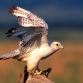 Feels Good to Stretch, Gyrfalcon